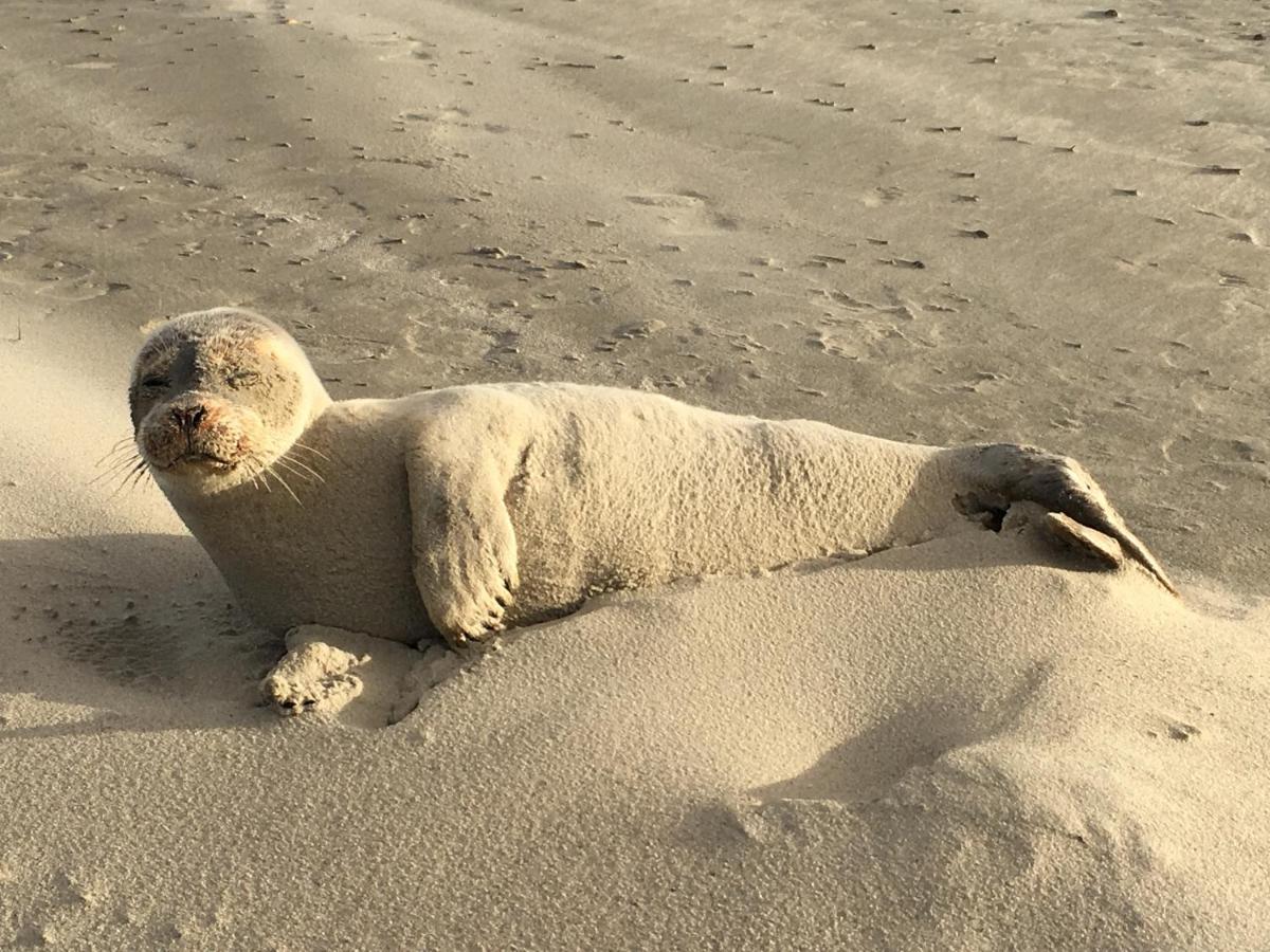 Haus Insulaner Tolle 6 Lejlighed Norderney Eksteriør billede